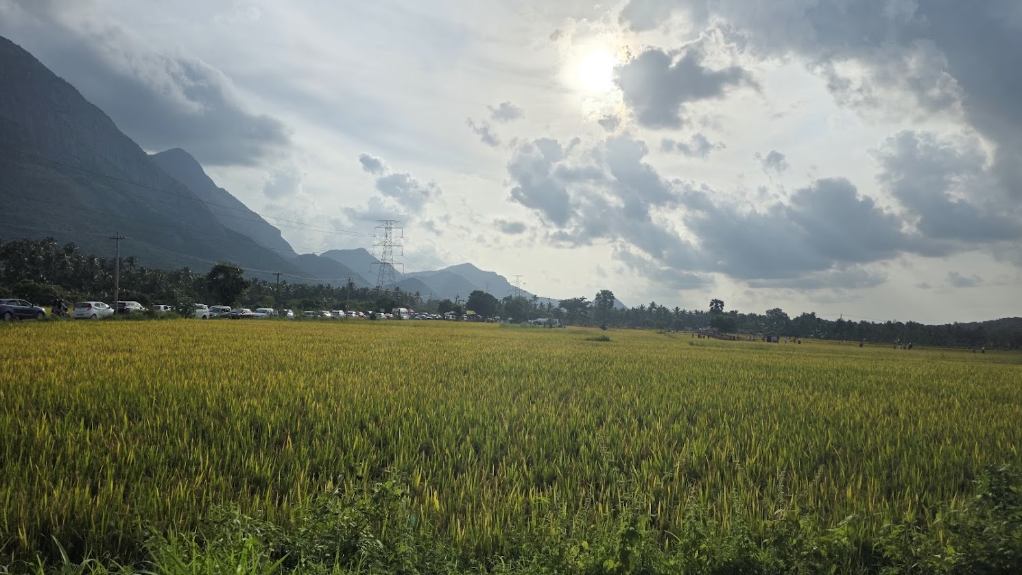 Farmer showing Navara rice