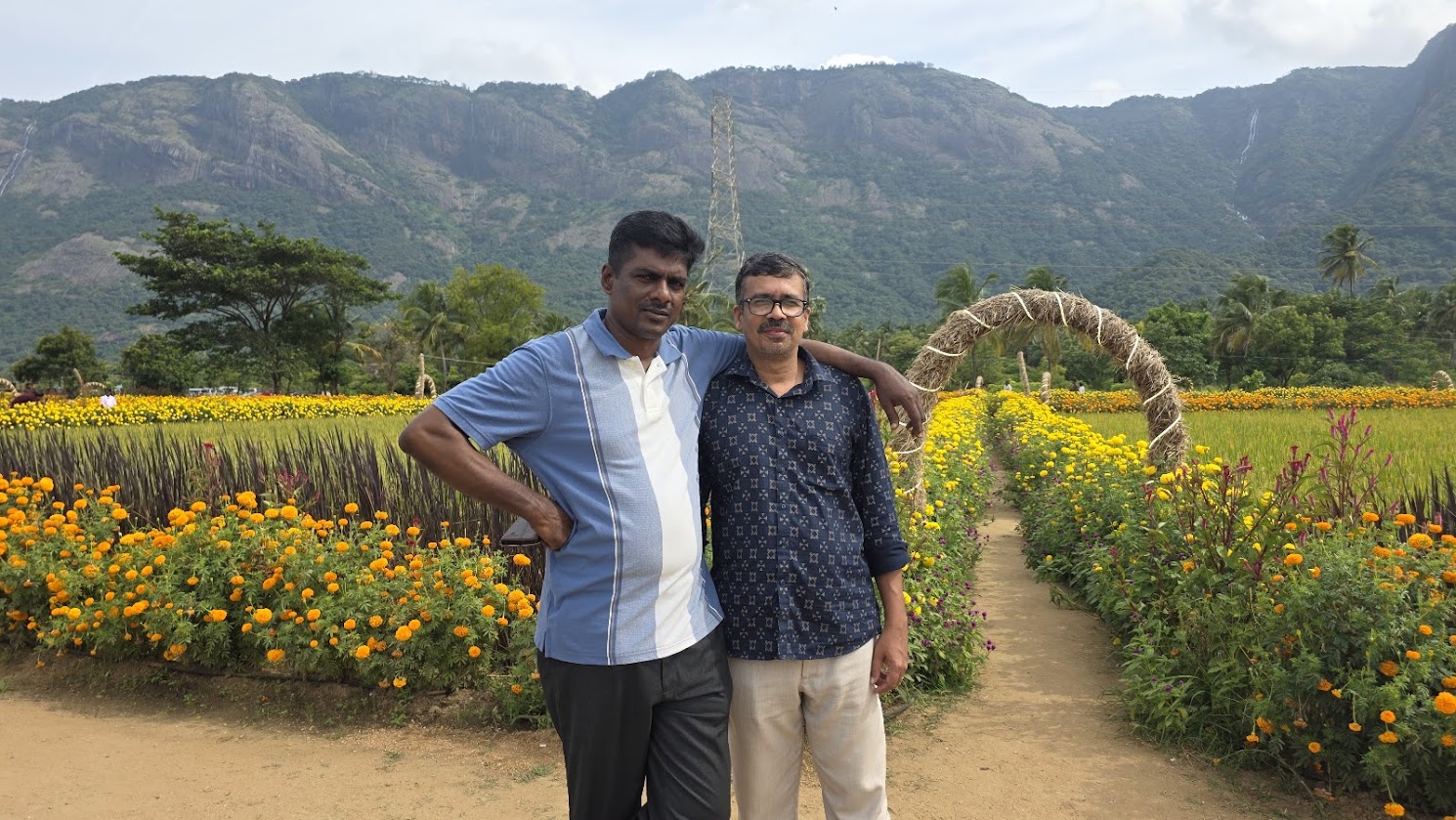 Mountains behind marigold field