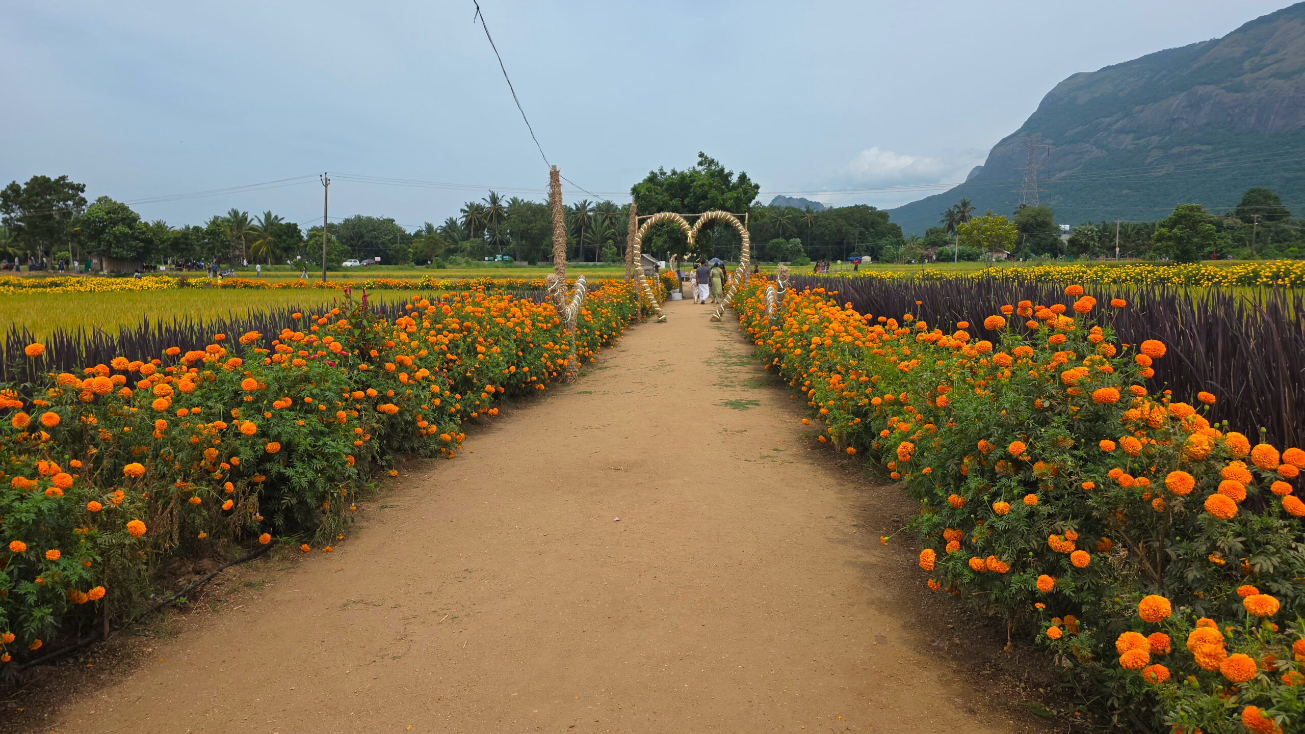 Wide marigold field view