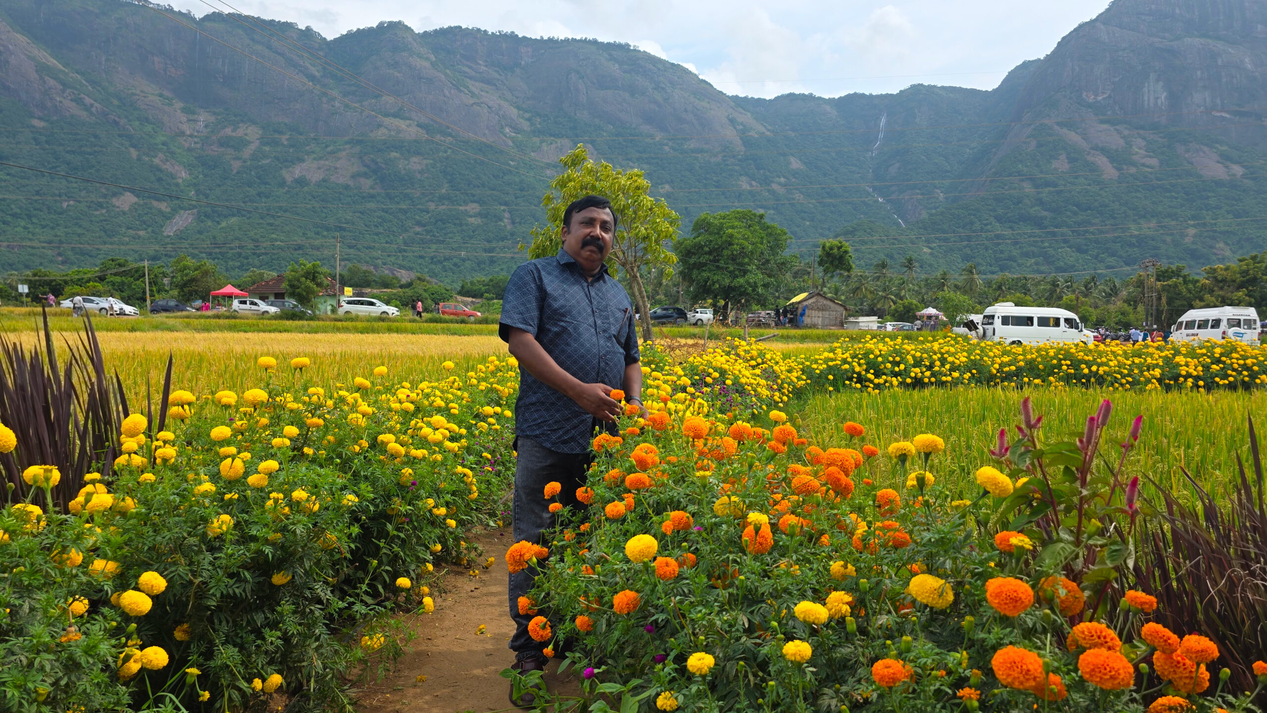 Close up of marigold flowers