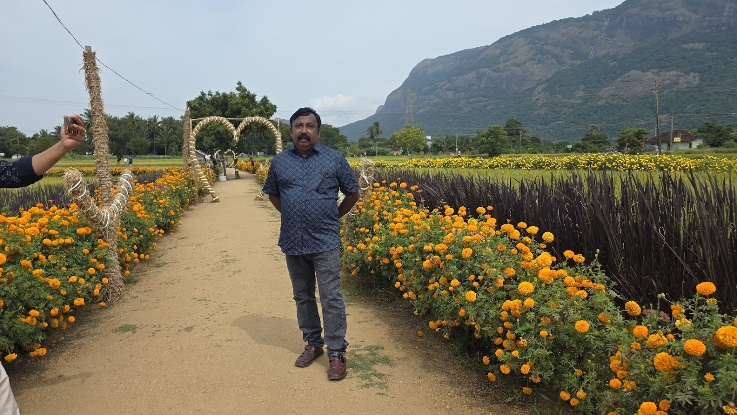 Sunset over Kollengode paddy field